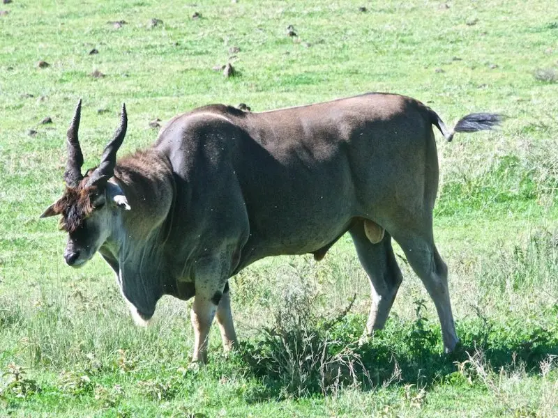 Một số hình ảnh về linh dương Eland 14 Một số hình ảnh về linh dương Eland 14