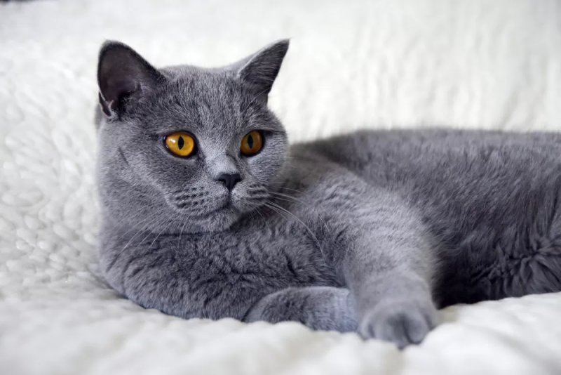 Đặc điểm của mèo Anh lông ngắn (British Shorthair) 1