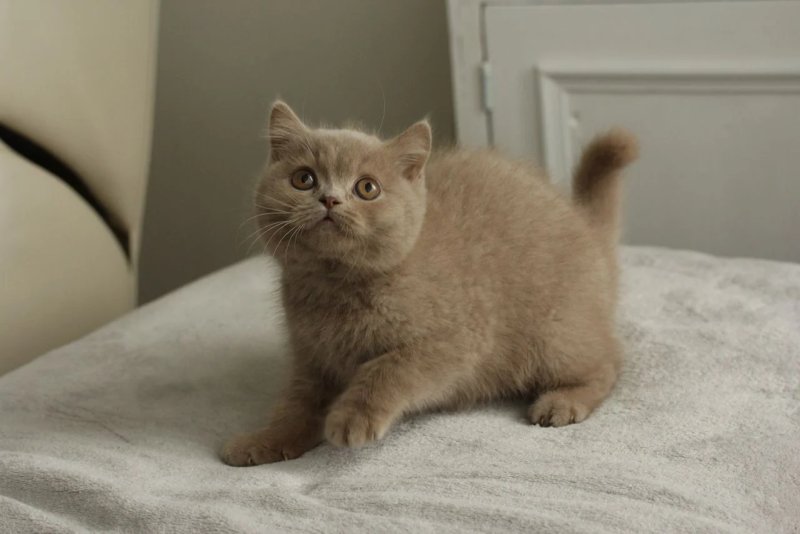 Cách chăm sóc mèo Anh lông ngắn (British Shorthair) 2