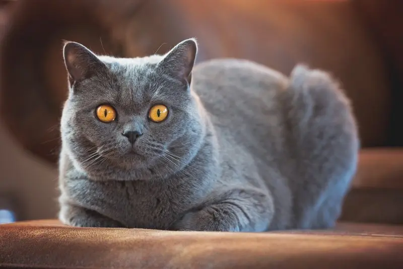 Giá bán mèo Anh lông ngắn (British Shorthair)