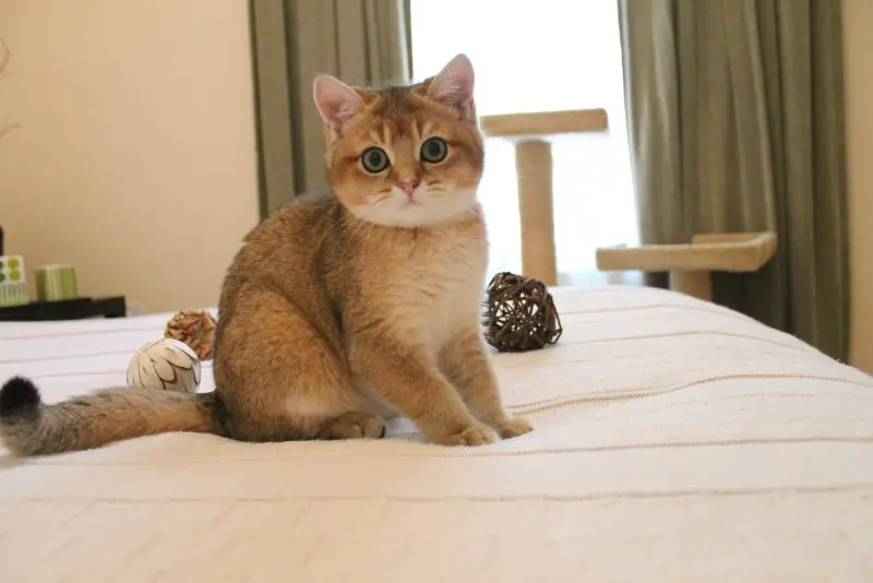 Hình ảnh mèo Anh lông ngắn cute 1