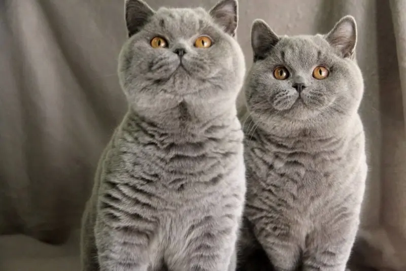 Hình ảnh mèo Anh lông ngắn cute 3
