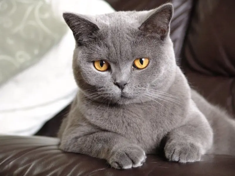 Hình ảnh mèo Anh lông ngắn cute 4