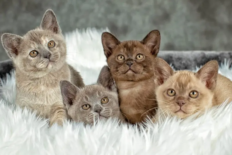 Hình ảnh mèo Anh lông ngắn cute 7