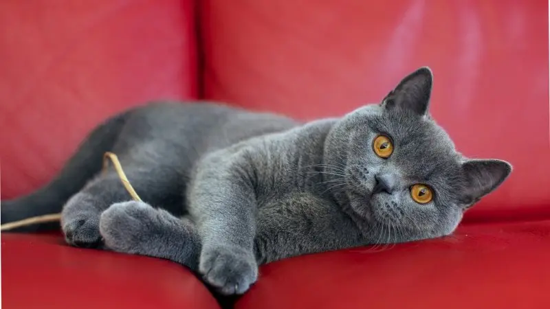 Hình ảnh mèo Anh lông ngắn cute 8