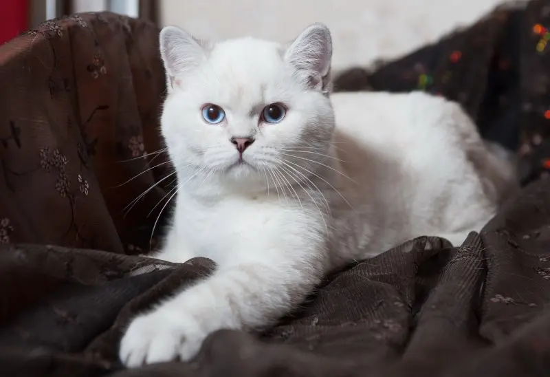 Hình ảnh mèo Anh lông ngắn cute 12