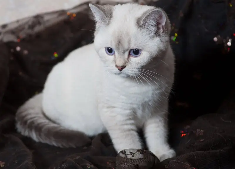 Hình ảnh mèo Anh lông ngắn cute 13
