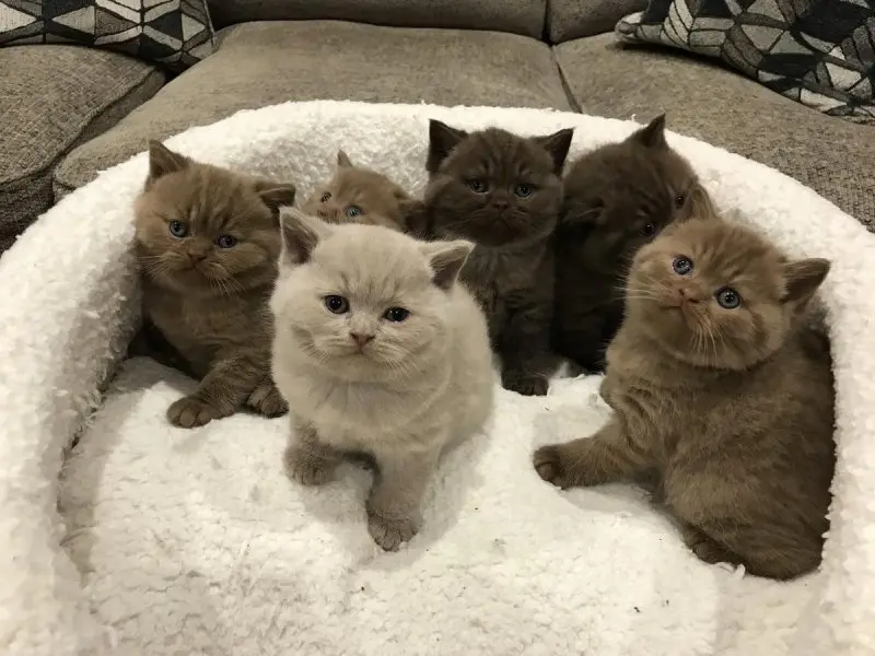 Hình ảnh mèo Anh lông ngắn cute 14