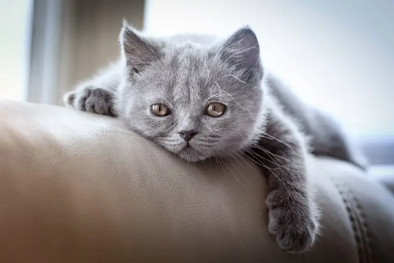 Hình ảnh mèo Anh lông ngắn cute 23