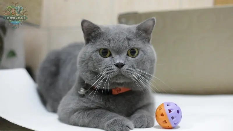 Nguồn gốc của mèo Anh lông ngắn (British Shorthair)