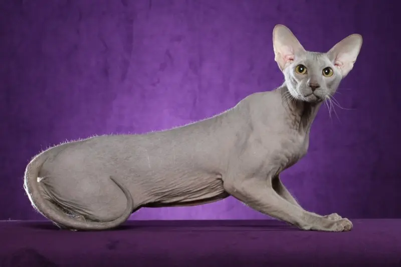 Một số hình ảnh mèo Peterbald 9
