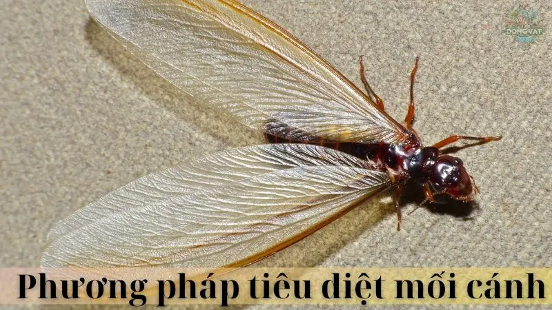 Mối cánh 08