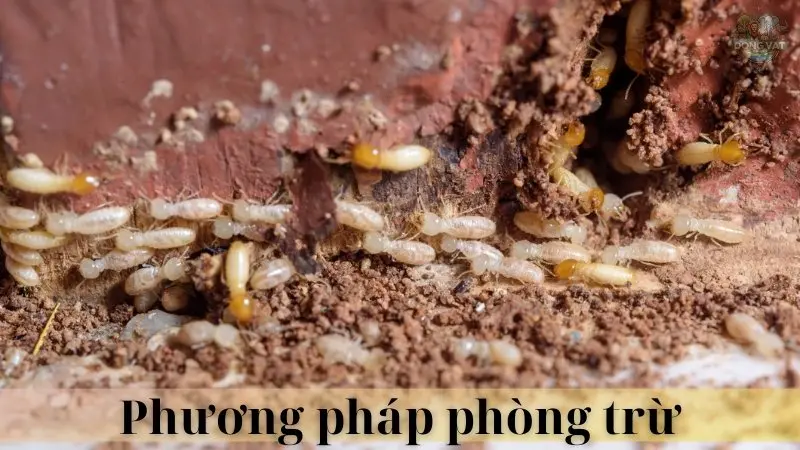 Mối đất 04