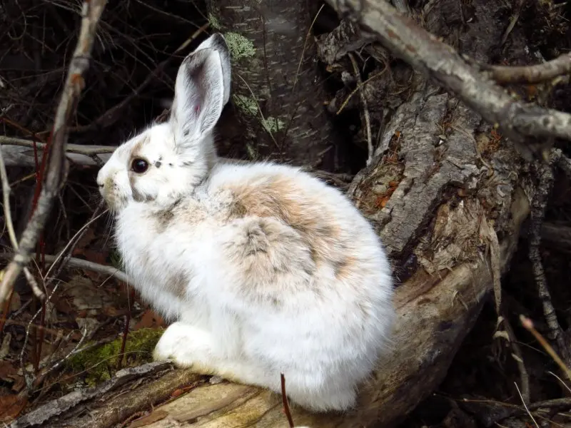 Cách chăm sóc thỏ Alaska 2