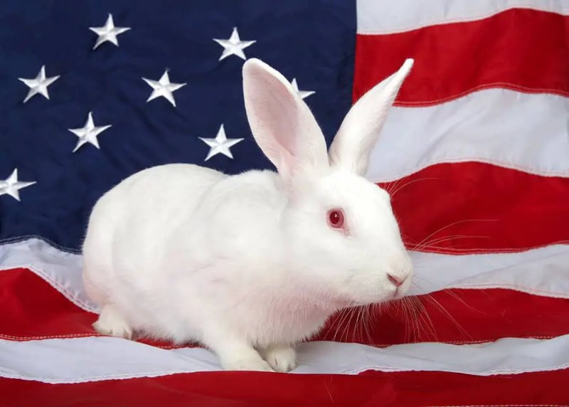 Một số hình ảnh thỏ American 2