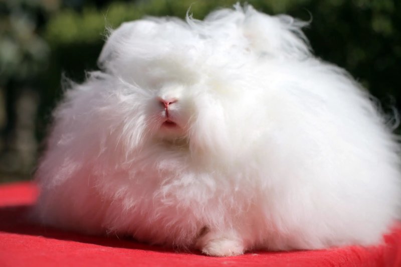 Nguồn gốc của thỏ Angora