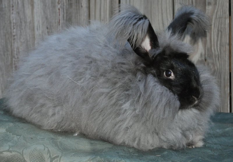Cách chăm sóc thỏ Angora 2