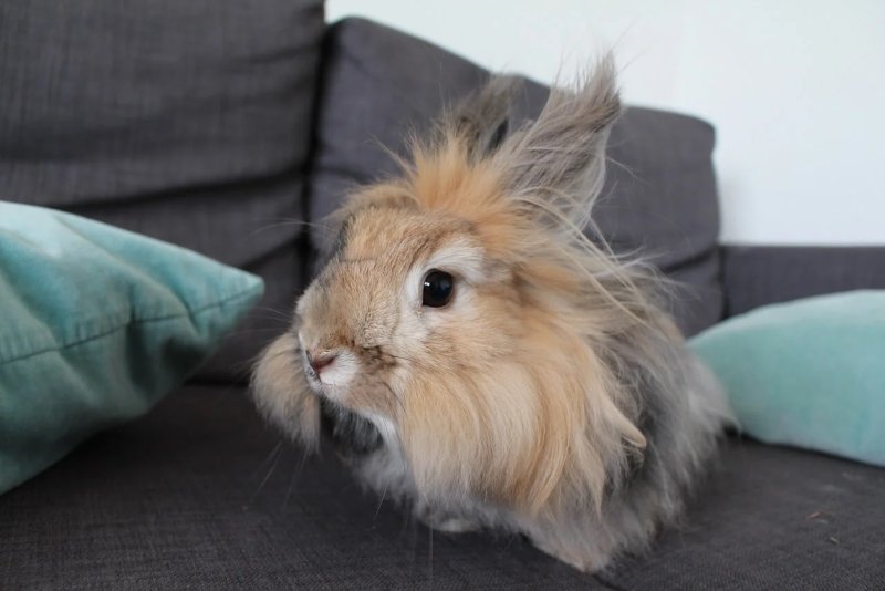 Cách chăm sóc thỏ Angora 4