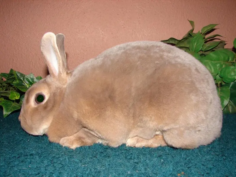 Hình ảnh thỏ Mini Rex đáng yêu 5