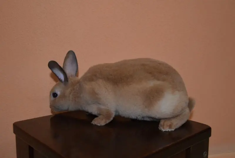 Hình ảnh thỏ Mini Rex đáng yêu 13