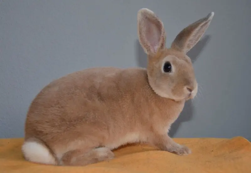 Hình ảnh thỏ Mini Rex đáng yêu 16