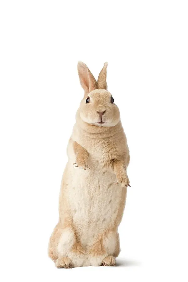 Hình ảnh thỏ Mini Rex đáng yêu 21