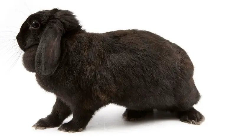 Cách chăm sóc thỏ tai cụp 2