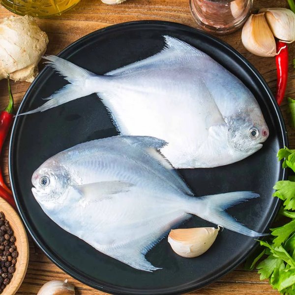 Tổng hợp hình ảnh cá chim trắng đẹp nhất 4