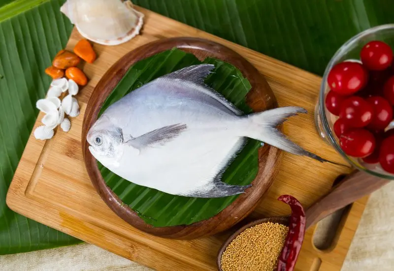 Tổng hợp hình ảnh cá chim trắng đẹp nhất 10