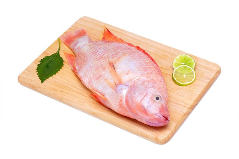 Tổng hợp hình ảnh cá diêu hồng đẹp nhất 5