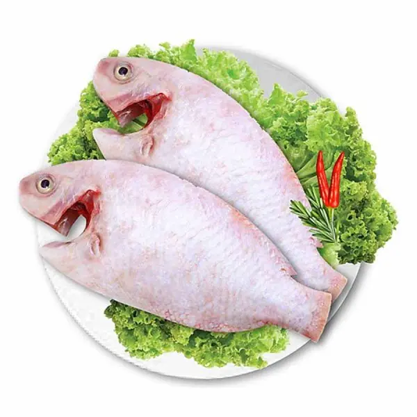Tổng hợp hình ảnh cá diêu hồng đẹp nhất 15