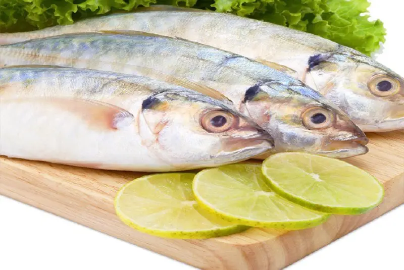 Tổng hợp hình ảnh cá ngân đẹp nhất 3