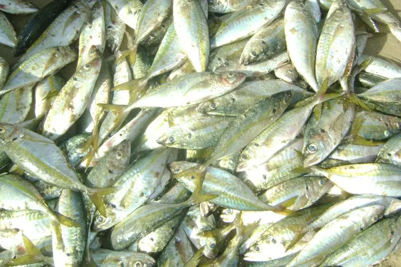 Tổng hợp hình ảnh cá ngân đẹp nhất 12