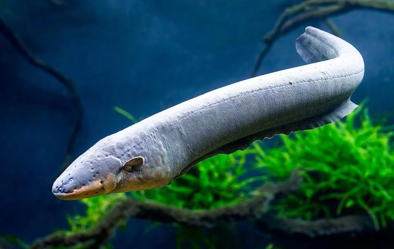 Tổng hợp hình ảnh về cá chình điện sắc nét nhất 4