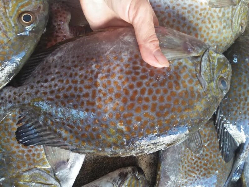 Tổng hợp hình ảnh về cá dìa 1