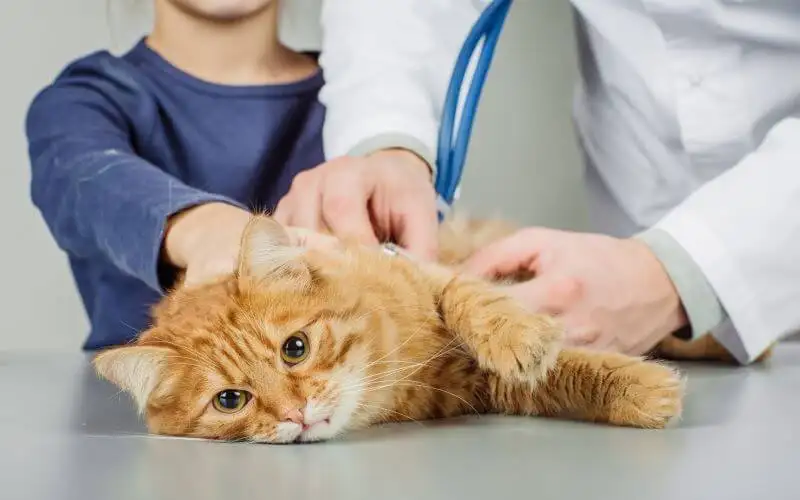 Bệnh FIV ở mèo Bệnh FIV ở mèo