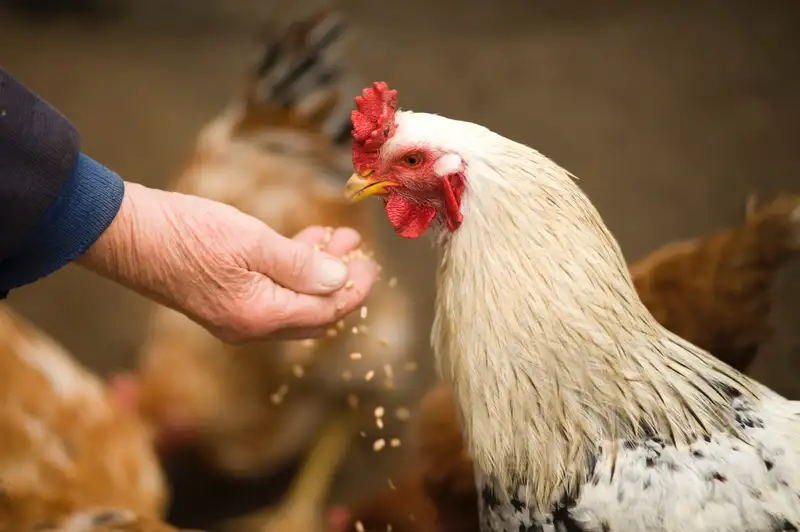 Nguồn lây truyền chính của bệnh giun đũa ở gà là từ những con gà lớn đã bị nhiễm giun đũa Nguồn lây truyền chính của bệnh giun đũa ở gà là từ những con gà lớn đã bị nhiễm giun đũa
