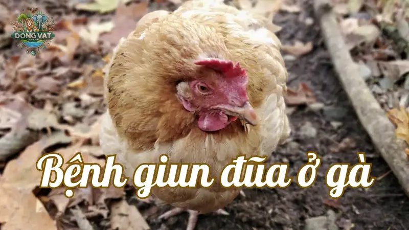 Bệnh giun đũa ở gà Bệnh giun đũa ở gà