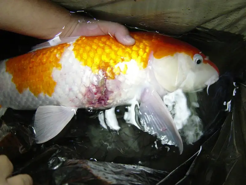 Điều trị bệnh liên cầu khuẩn ở cá Điều trị bệnh liên cầu khuẩn ở cá