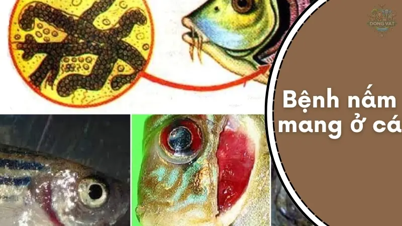 Bệnh nấm mang ở cá là gì? Bệnh nấm mang ở cá là gì?