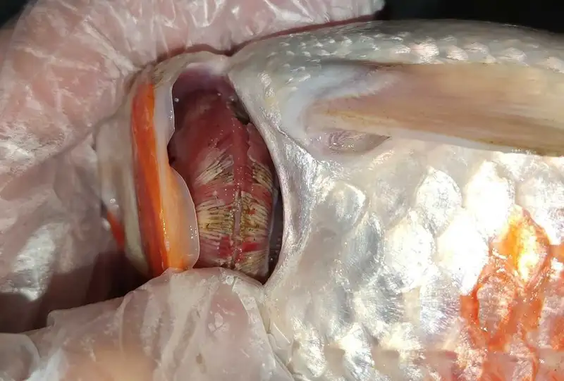 Đèn UV có thể tiêu diệt vi khuẩn và nấm trong nước mà không ảnh hưởng đến cá Đèn UV có thể tiêu diệt vi khuẩn và nấm trong nước mà không ảnh hưởng đến cá