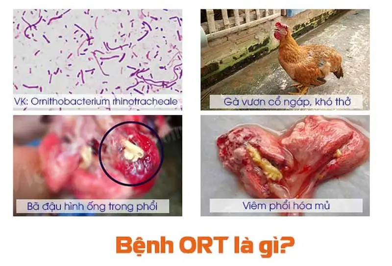 Bệnh ORT ở gà Bệnh ORT ở gà