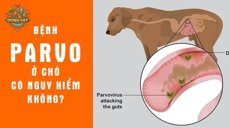 Bệnh parvo ở chó là gì? Bệnh parvo ở chó là gì?