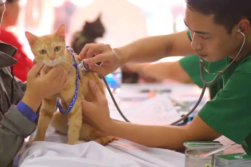 Cung cấp một chế độ ăn uống chất lượng cao và cân đối cho mèo Cung cấp một chế độ ăn uống chất lượng cao và cân đối cho mèo