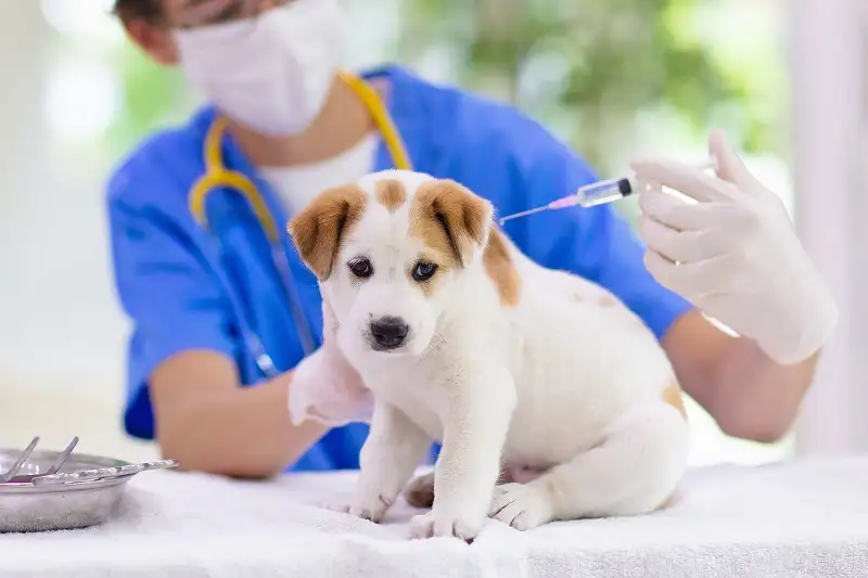 Nguyên nhân dẫn đến bệnh tiểu đường ở chó Nguyên nhân dẫn đến bệnh tiểu đường ở chó