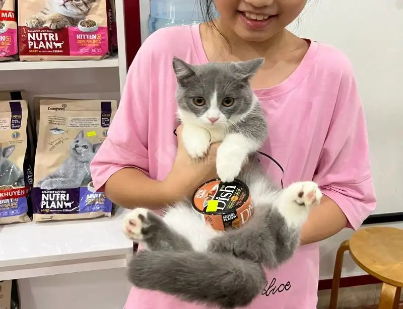 Phòng ngừa bệnh tiểu đường ở mèo Phòng ngừa bệnh tiểu đường ở mèo