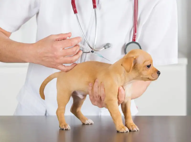 Triệu chứng của bệnh viêm dạ dày ruột ở chó Triệu chứng của bệnh viêm dạ dày ruột ở chó