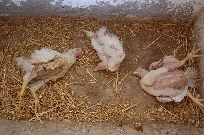 Điều trị bệnh viêm não tủy gia cầm Điều trị bệnh viêm não tủy gia cầm