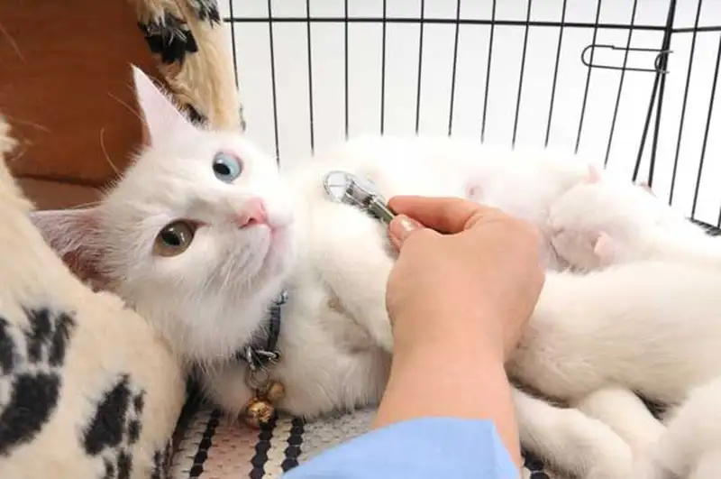 Điều trị bệnh đường hô hấp ở mèo Điều trị bệnh đường hô hấp ở mèo