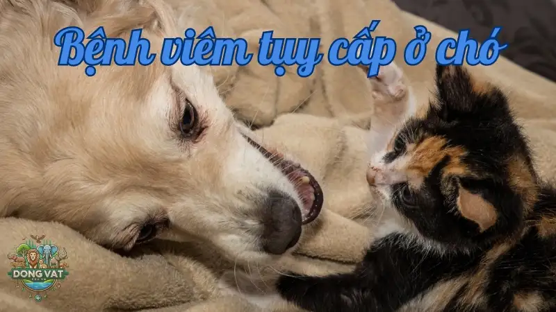 Tổng quan về bệnh viêm tụy cấp ở chó Tổng quan về bệnh viêm tụy cấp ở chó
